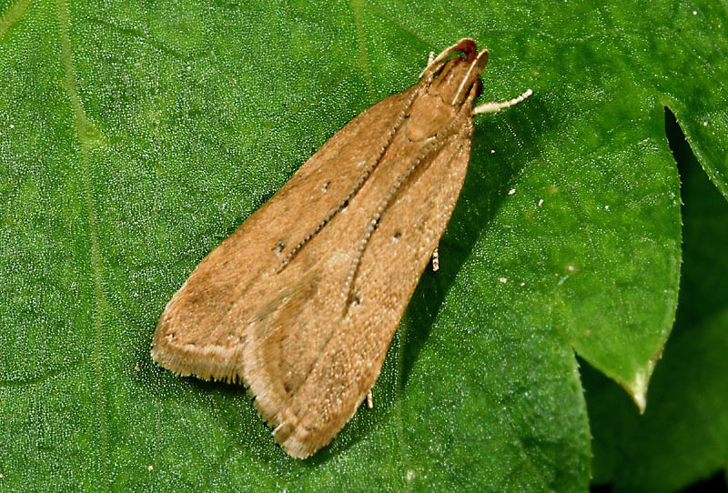 Helcystogramma lutatella - Gelechiidae